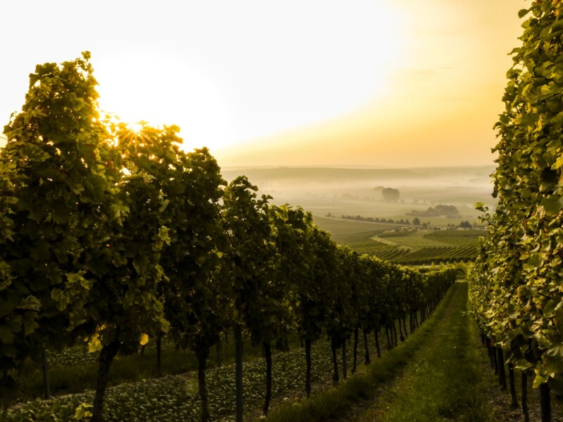 Weinberge im Sonnenuntergang, mit langen Reihen von Weinstöcken und Nebel im Hintergrund.